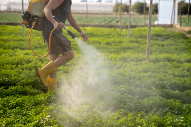 Best Emergency Pest Control  in Punta Gorda, FL
